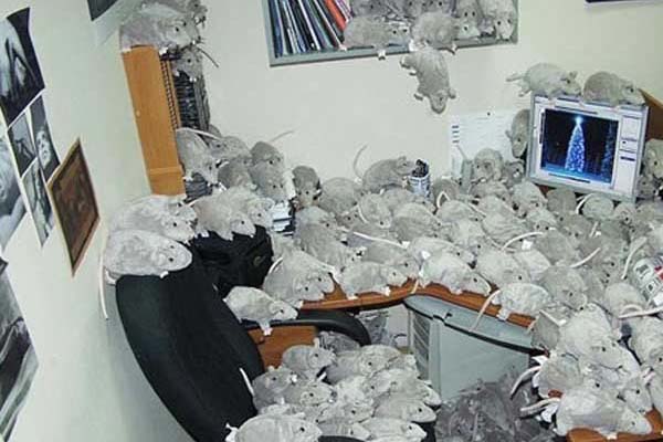 Prank Your Office Colleagues